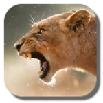 Logo of Lion android Application 