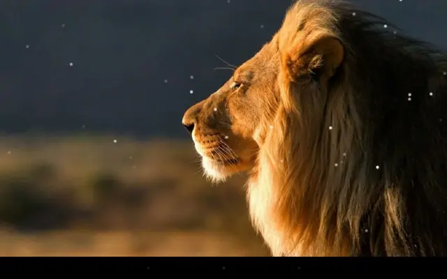 Lion android App screenshot 0