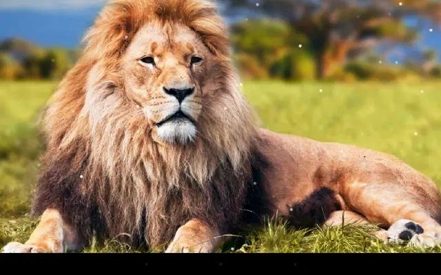 Lion android App screenshot 1